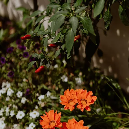 Il Giardino Della Tartaruga Pensionat